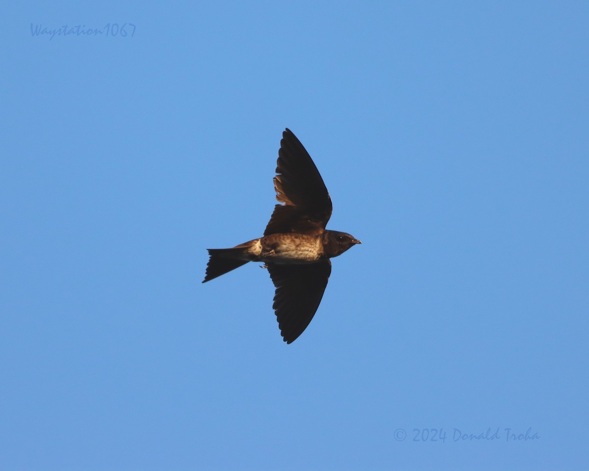 Purple Martin - Donald Troha