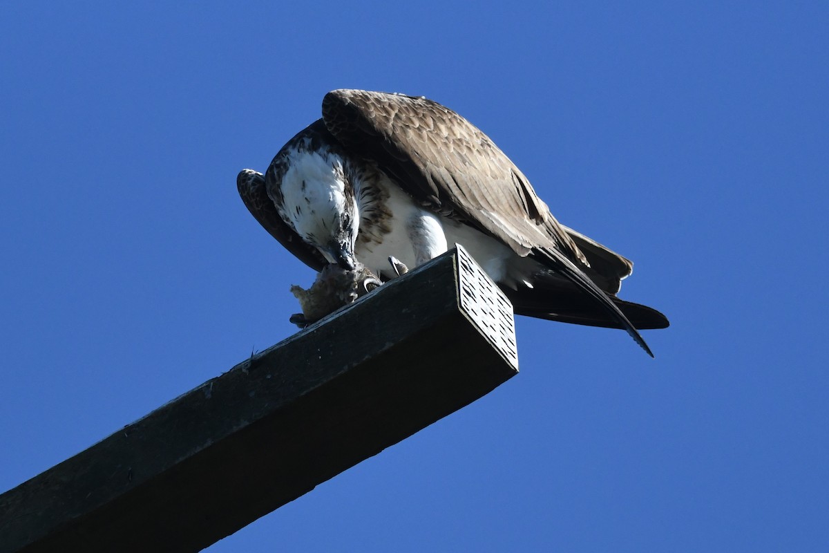 Águila Pescadora - ML620776609