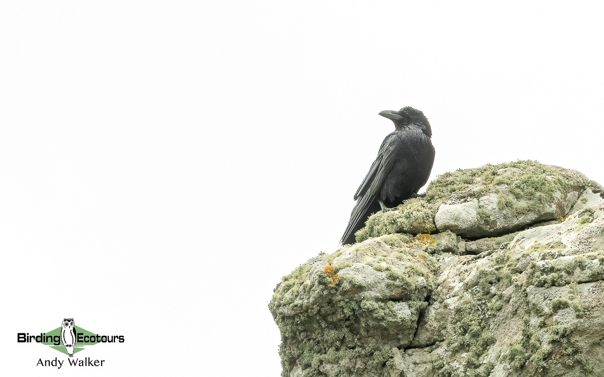 Common Raven - ML620776610