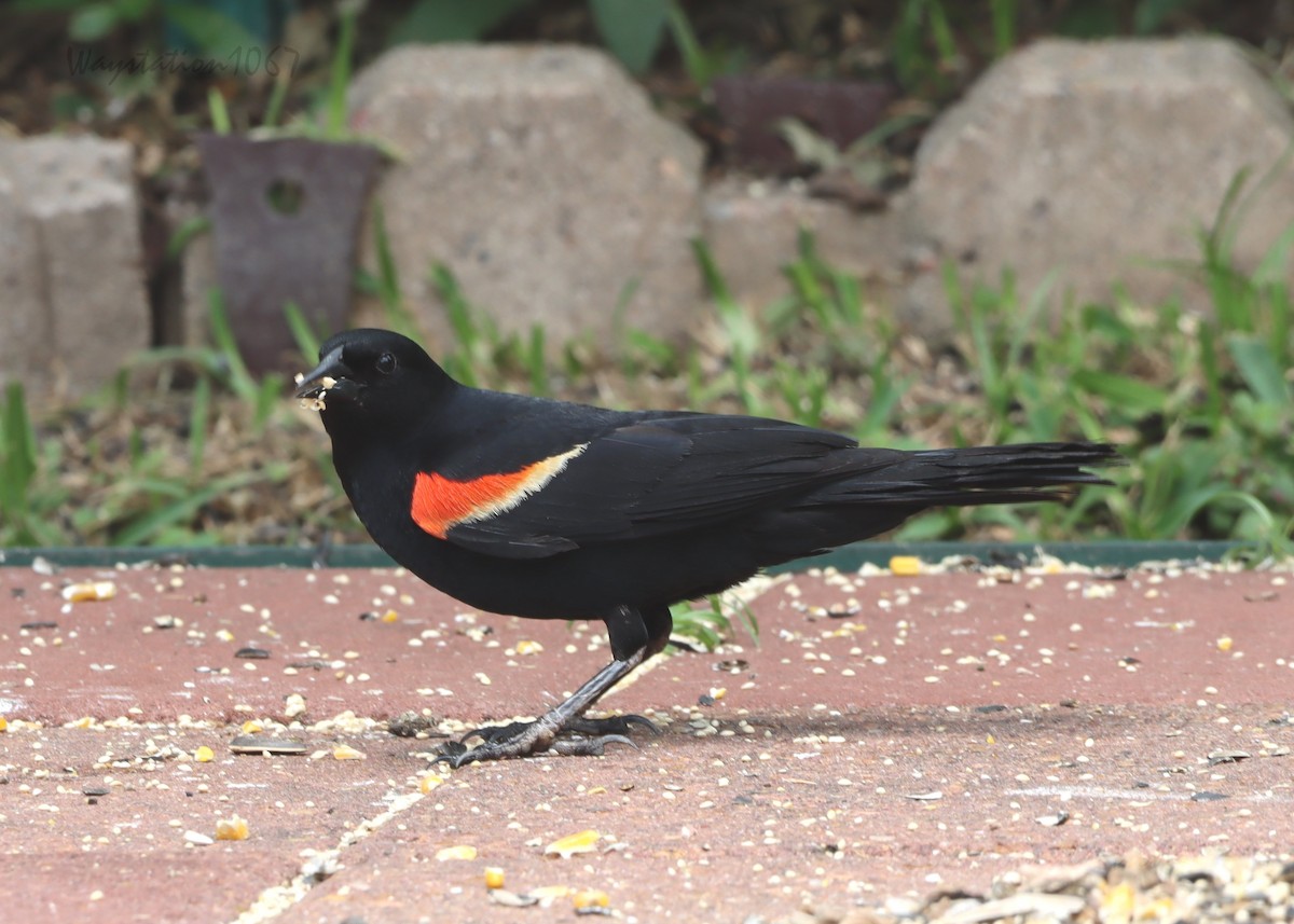 Red-winged Blackbird - ML620776613