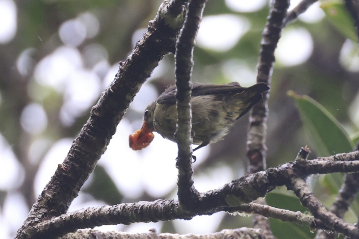 Black Berrypecker - ML620776615