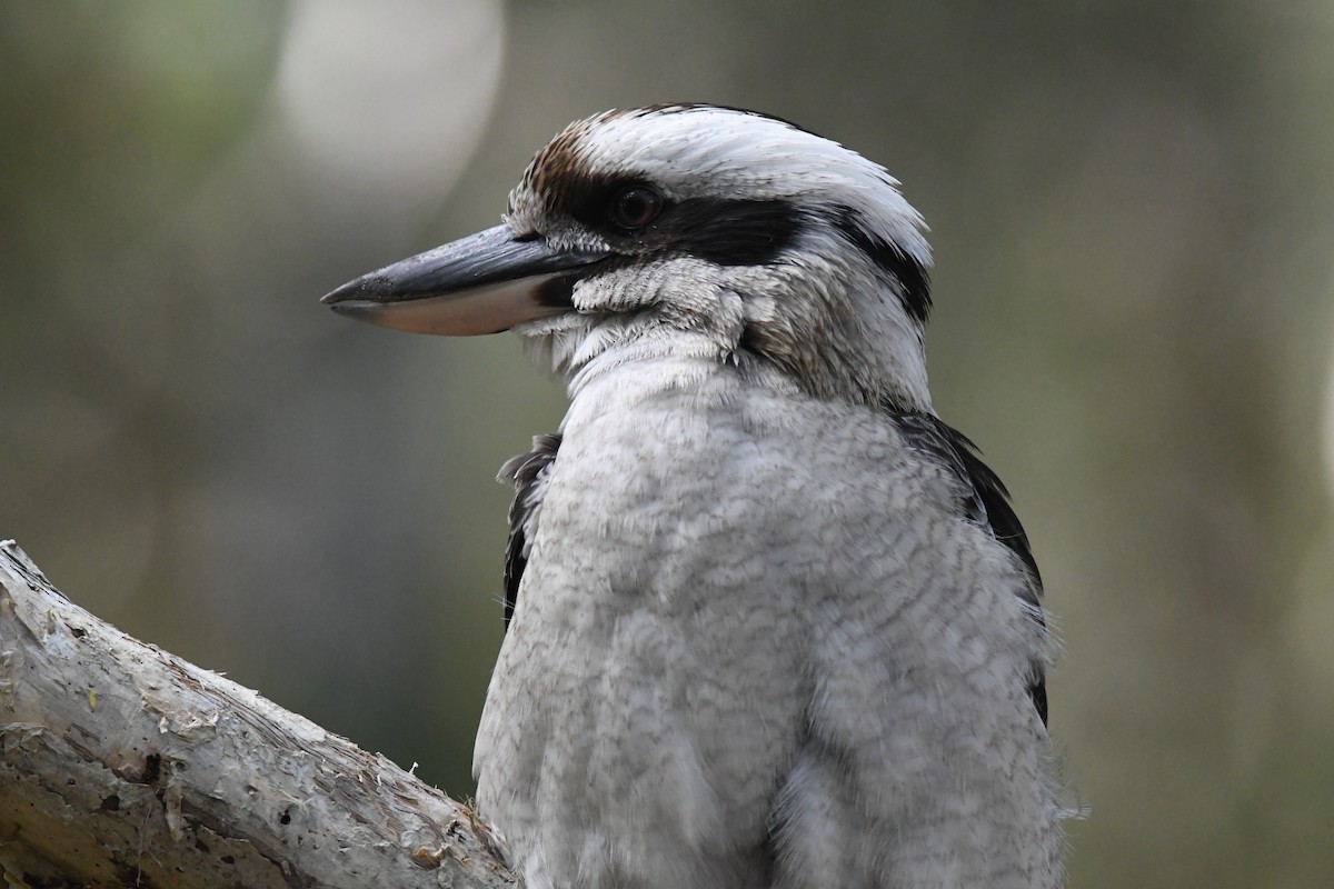 Laughing Kookaburra - Deb Oliver