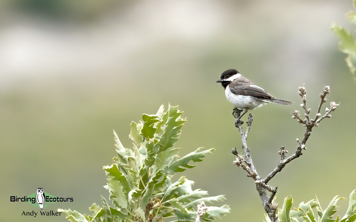 Mésange lugubre - ML620776628