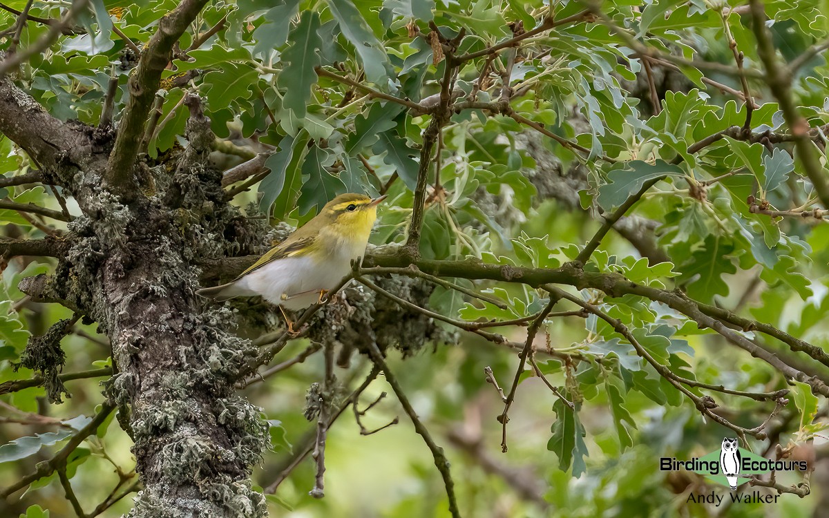 Wood Warbler - ML620776633