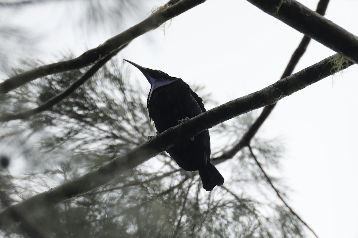 Growling Riflebird - ML620776640