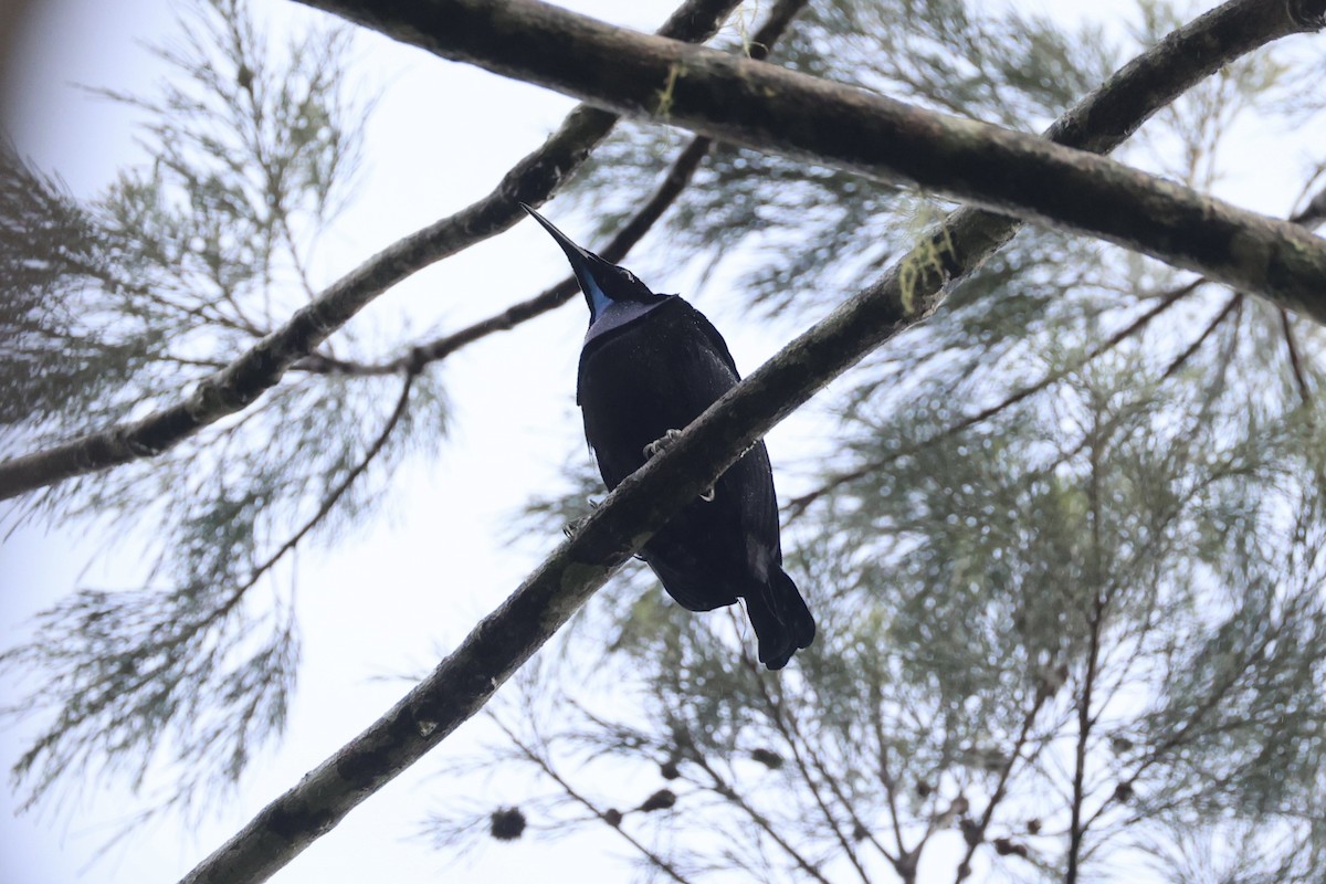 Growling Riflebird - ML620776641