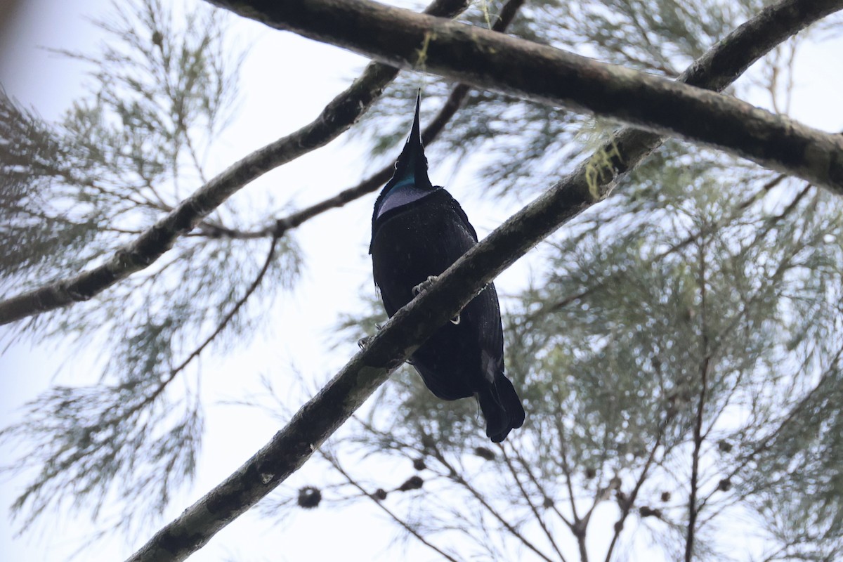 Growling Riflebird - ML620776642