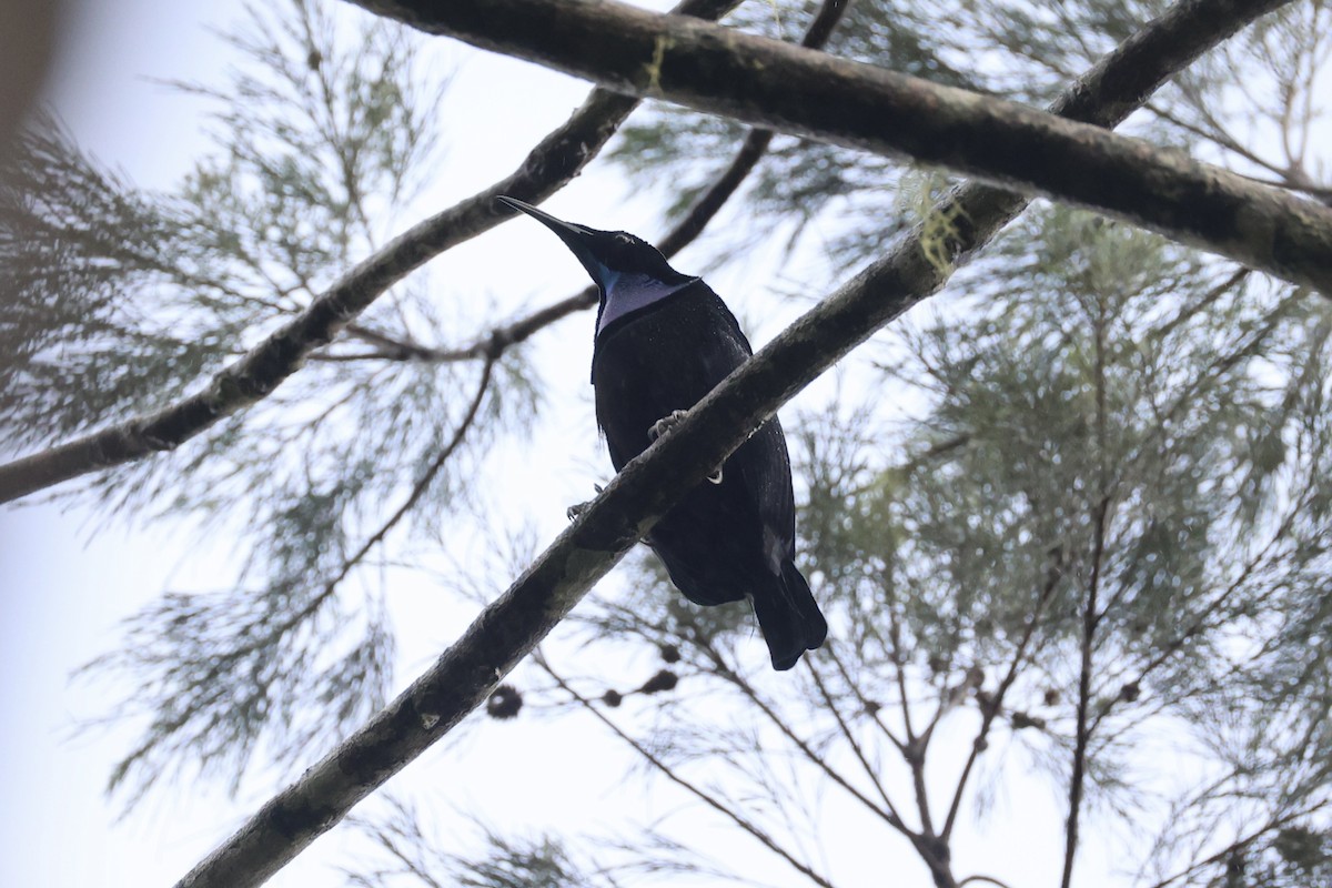 Growling Riflebird - ML620776643