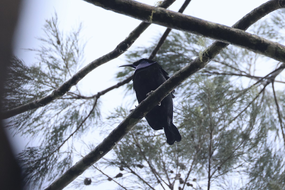 Growling Riflebird - ML620776644