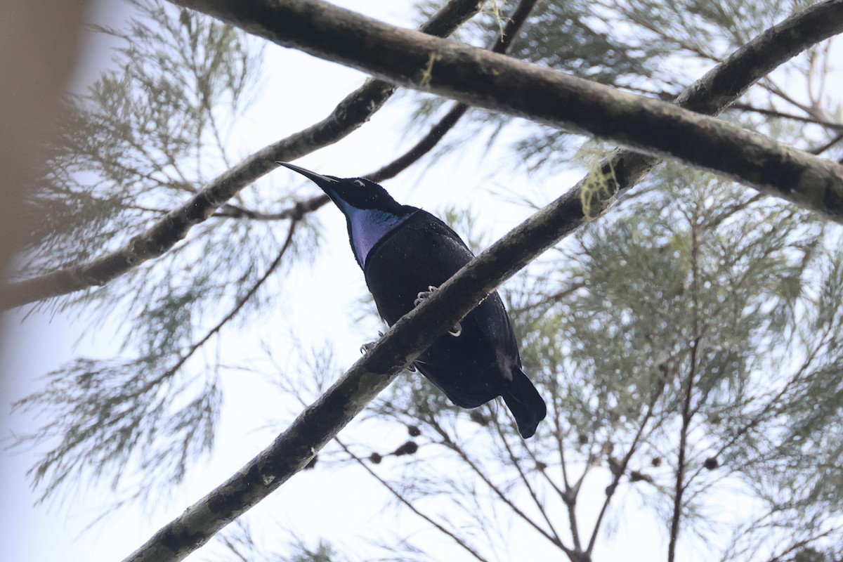 Growling Riflebird - ML620776645