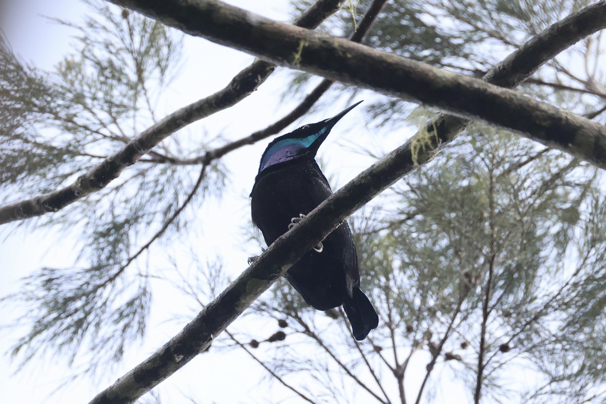 Growling Riflebird - ML620776646