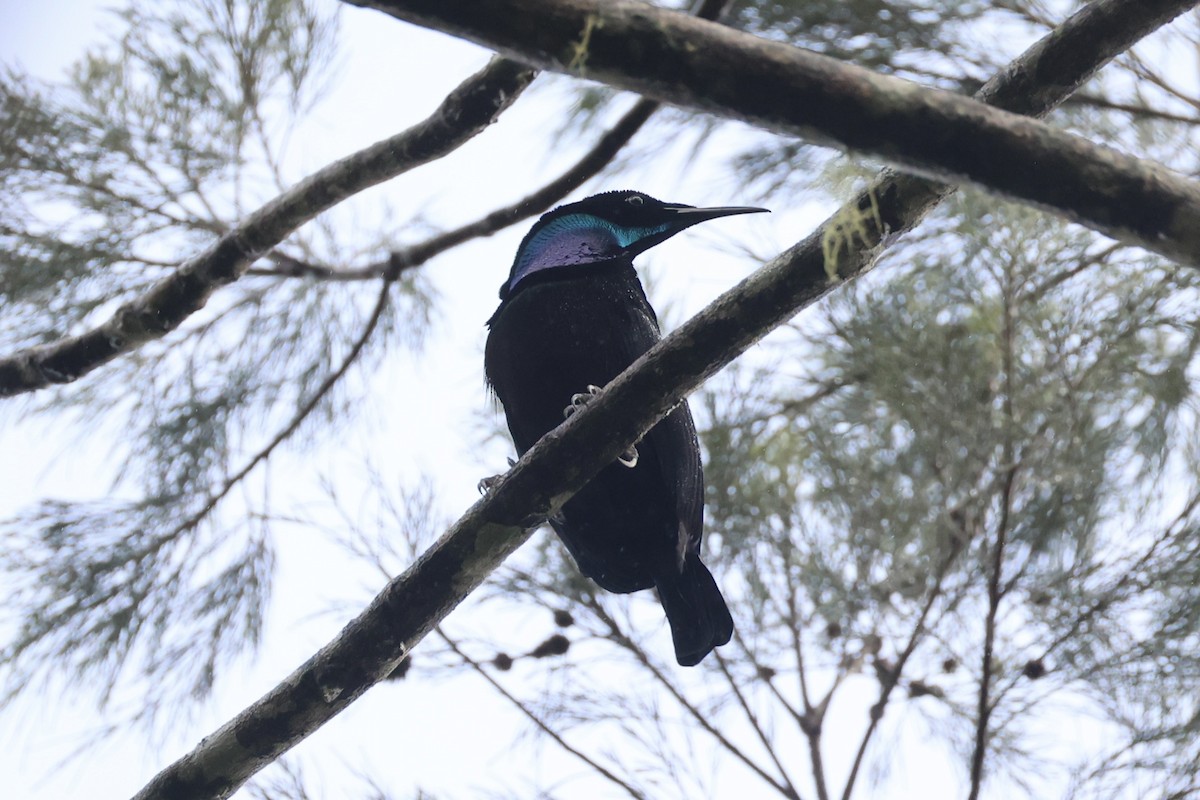 Growling Riflebird - ML620776647