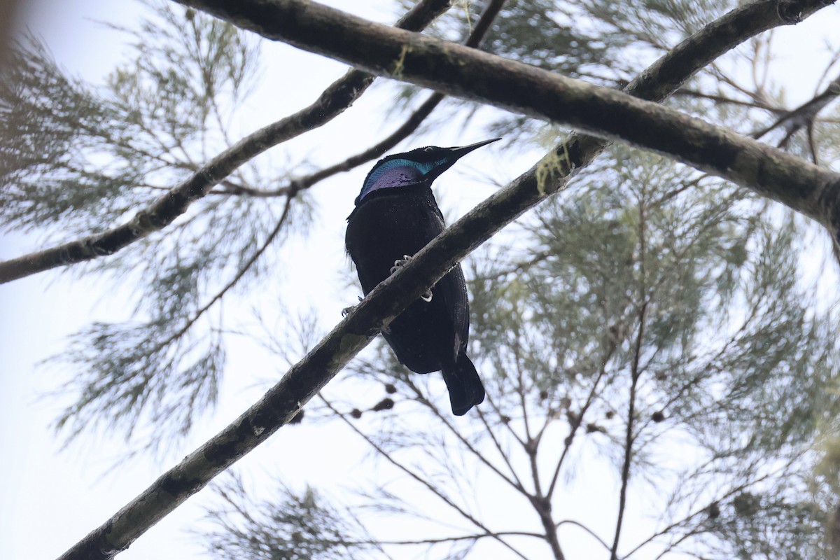 Growling Riflebird - ML620776648