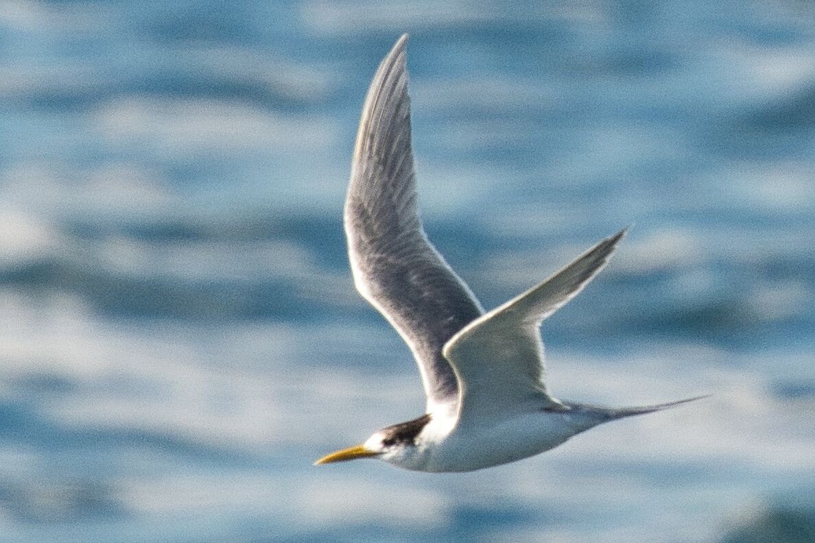 Great Crested Tern - ML620776649