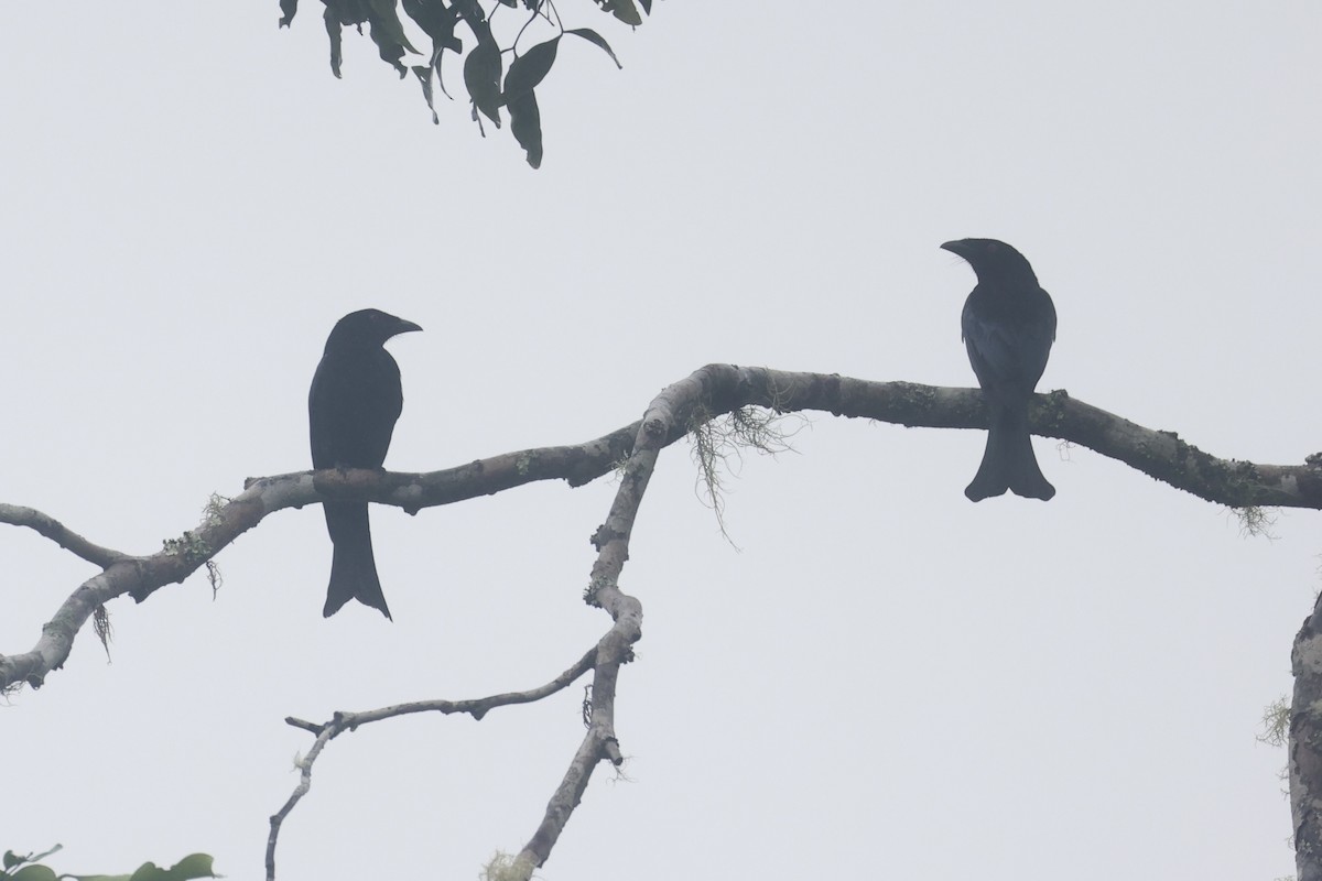 Glanzfleckdrongo - ML620776655