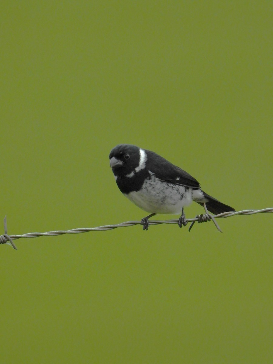 Variable Seedeater - ML620776657