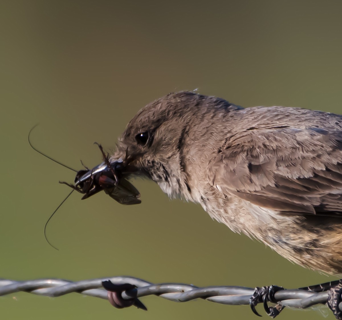 Say's Phoebe - ML620776658