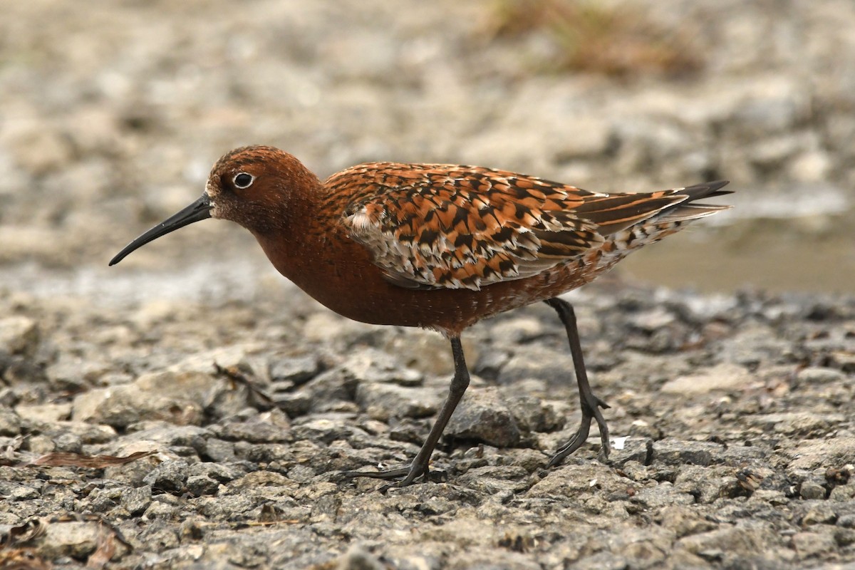 Curlew Sandpiper - ML620776659