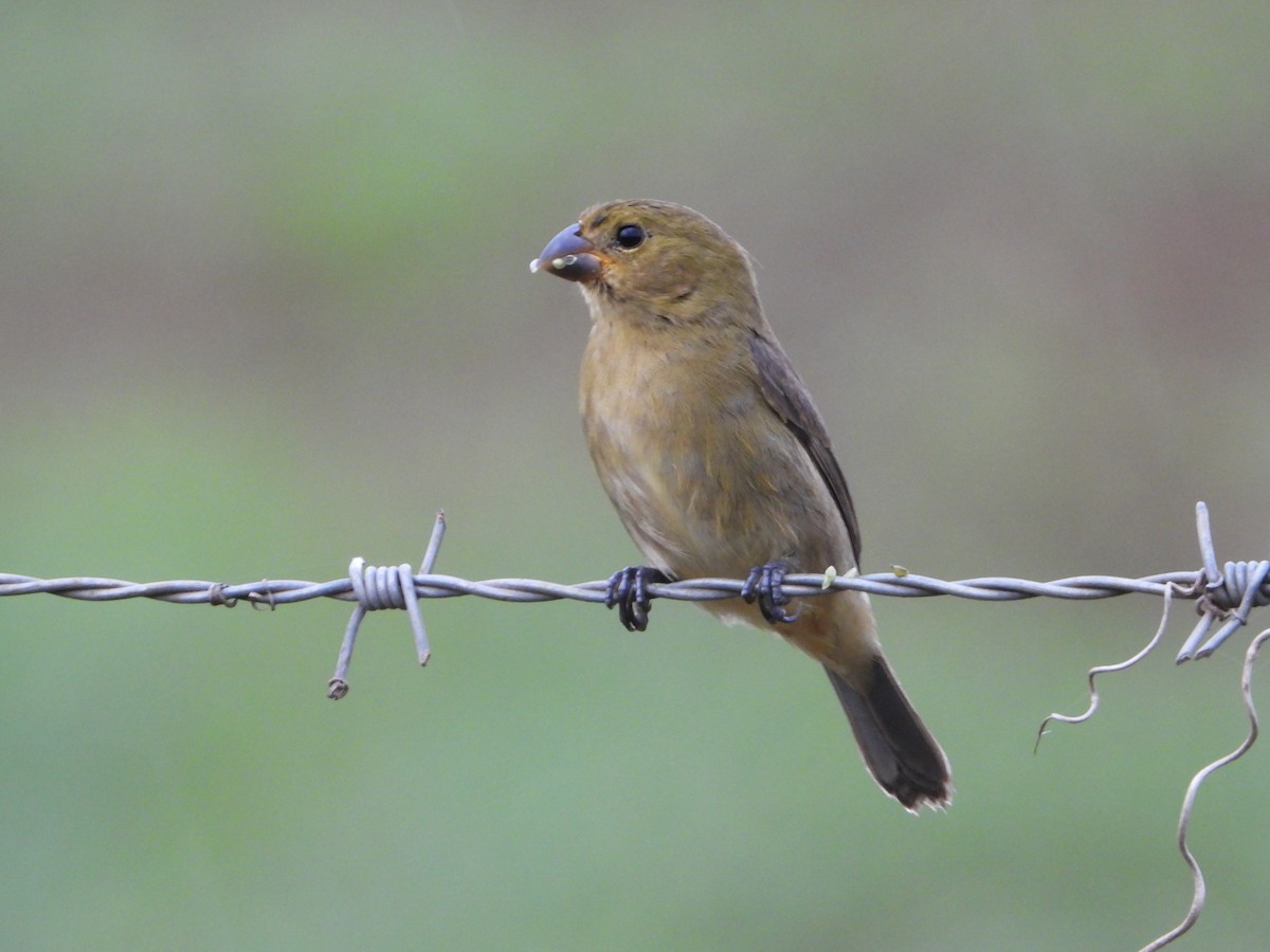 Variable Seedeater - Juan Carlos Melendez