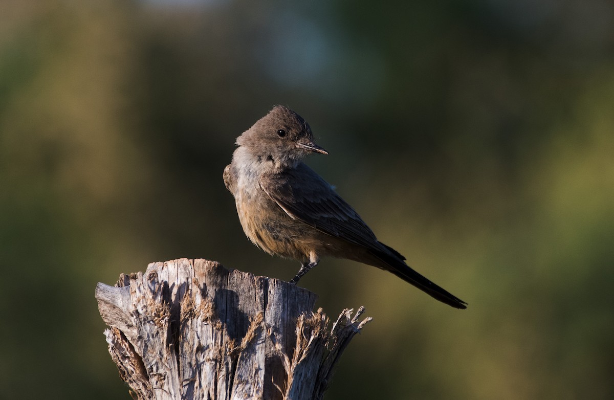 Say's Phoebe - ML620776663