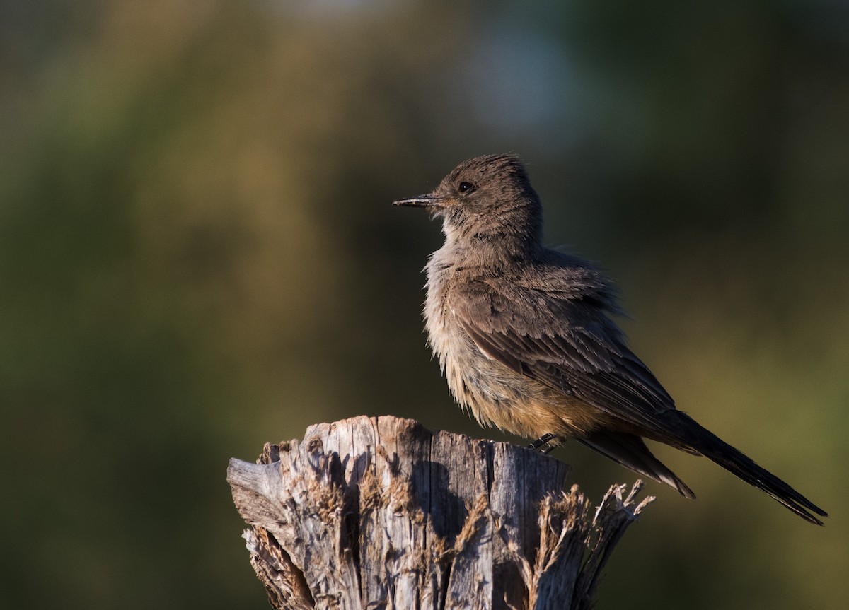 Say's Phoebe - ML620776664