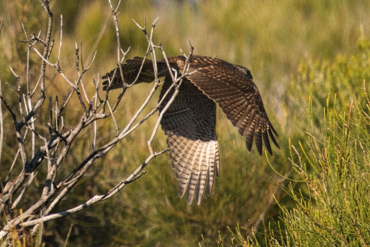 Brown Goshawk - ML620776676