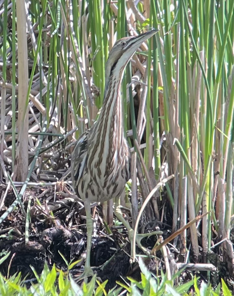 American Bittern - ML620776681