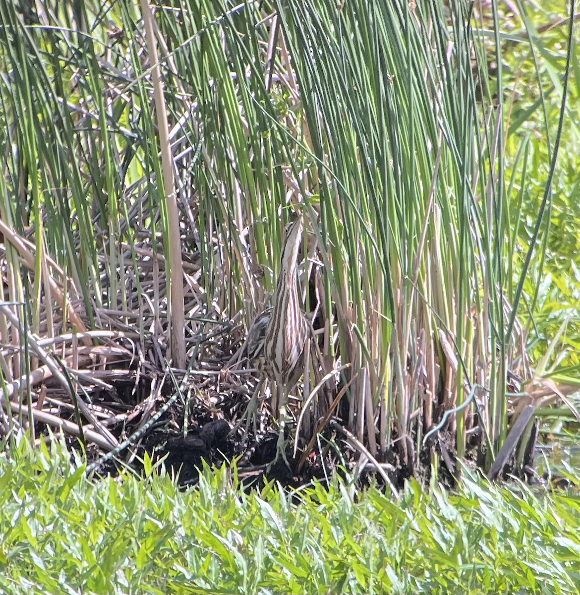 American Bittern - ML620776682