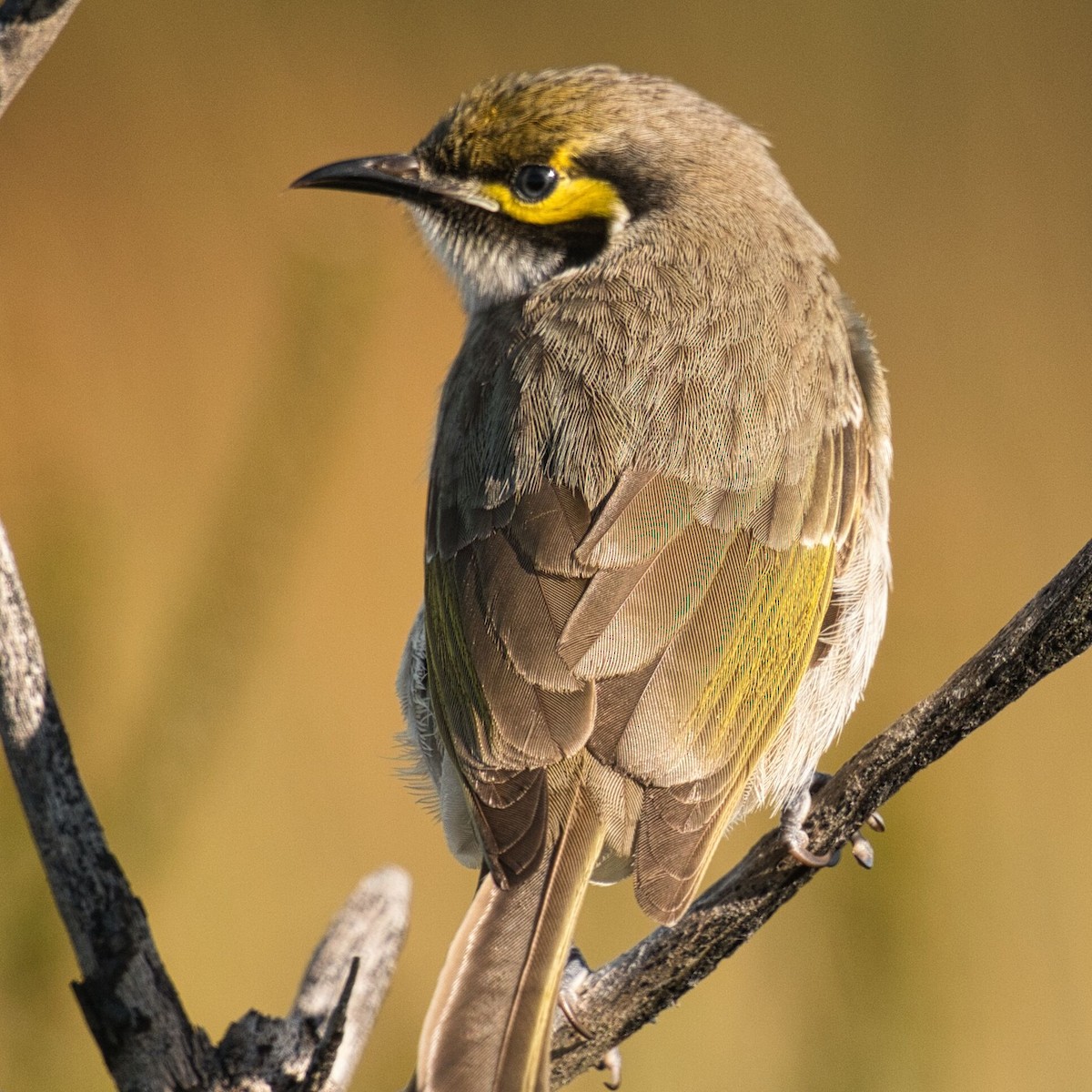 Yellow-faced Honeyeater - ML620776685