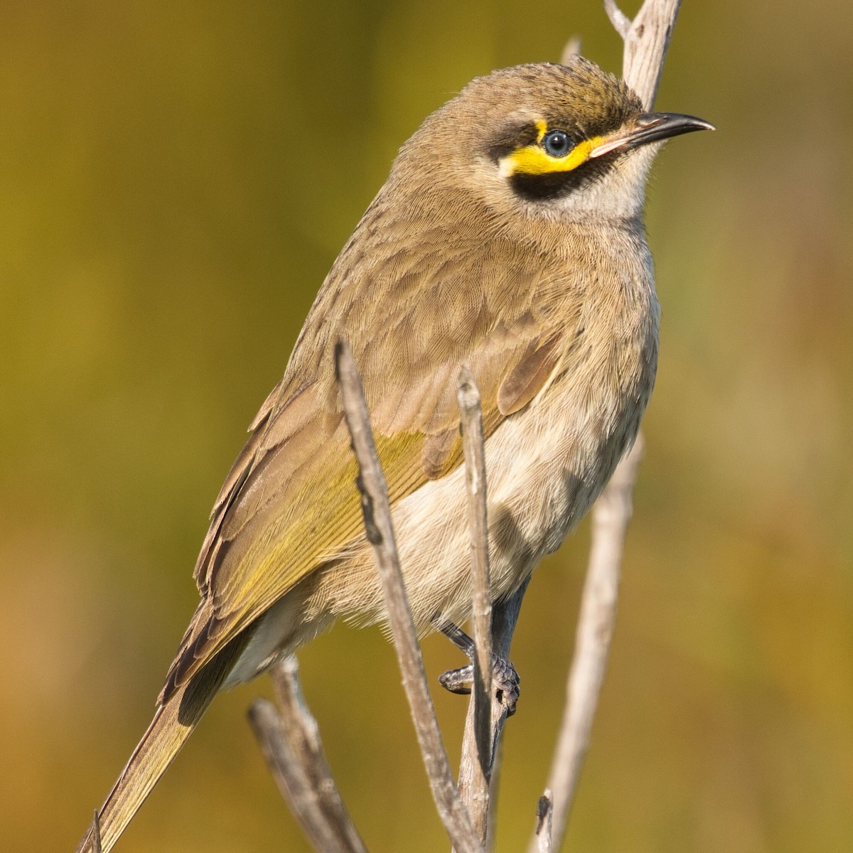 Yellow-faced Honeyeater - Mark Pronger