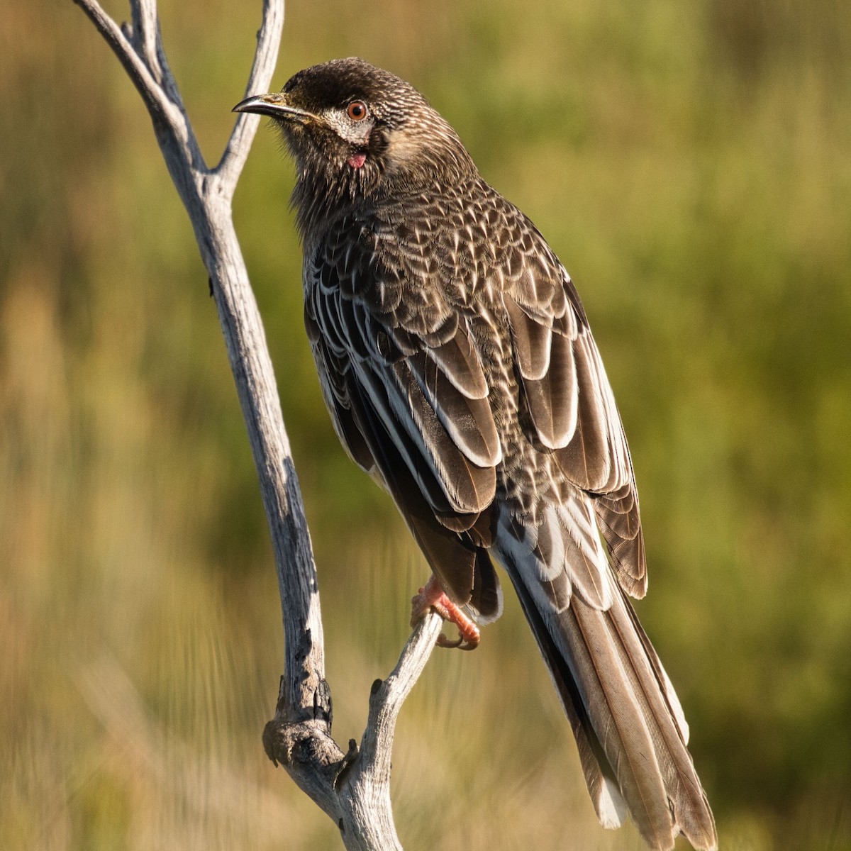 Red Wattlebird - ML620776693