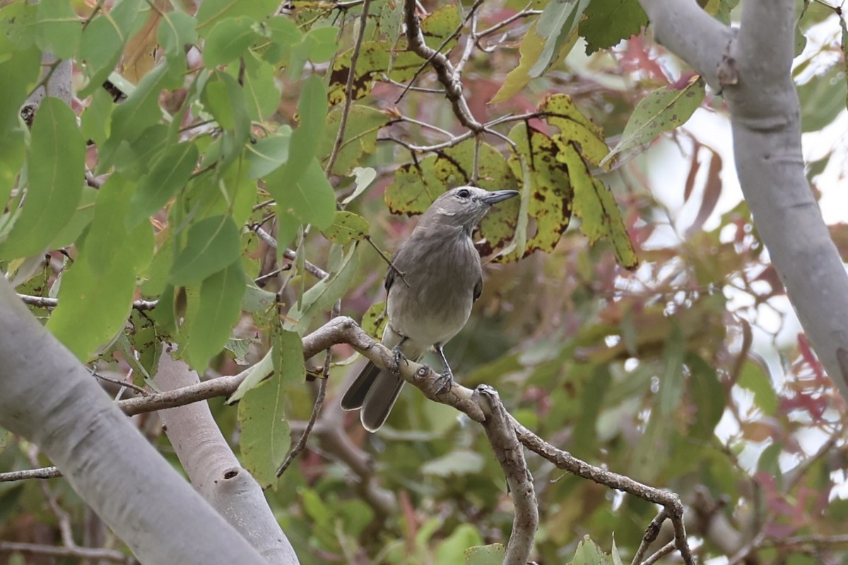 Gray Shrikethrush - ML620776695