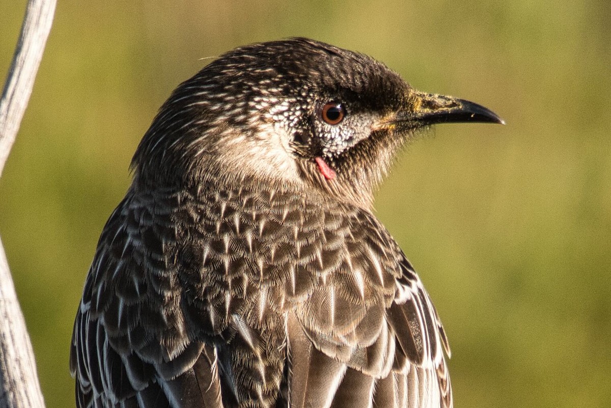 Red Wattlebird - ML620776697