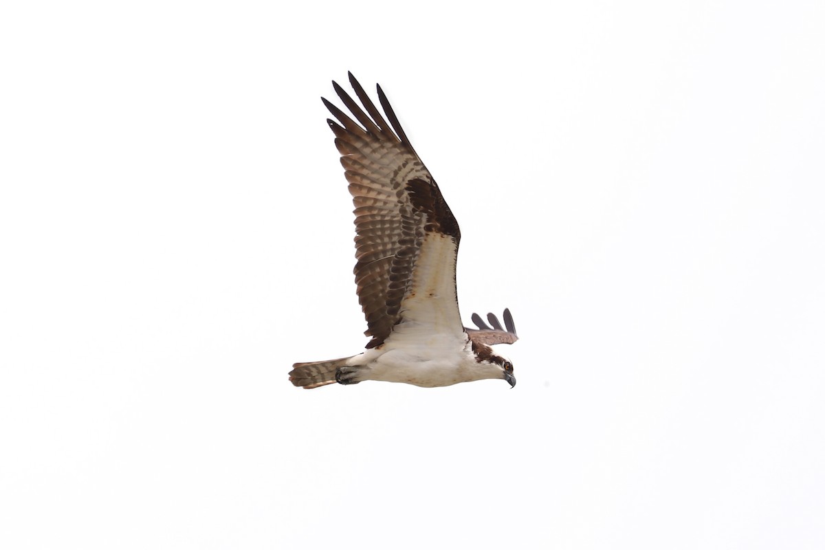 Osprey - ML620776698