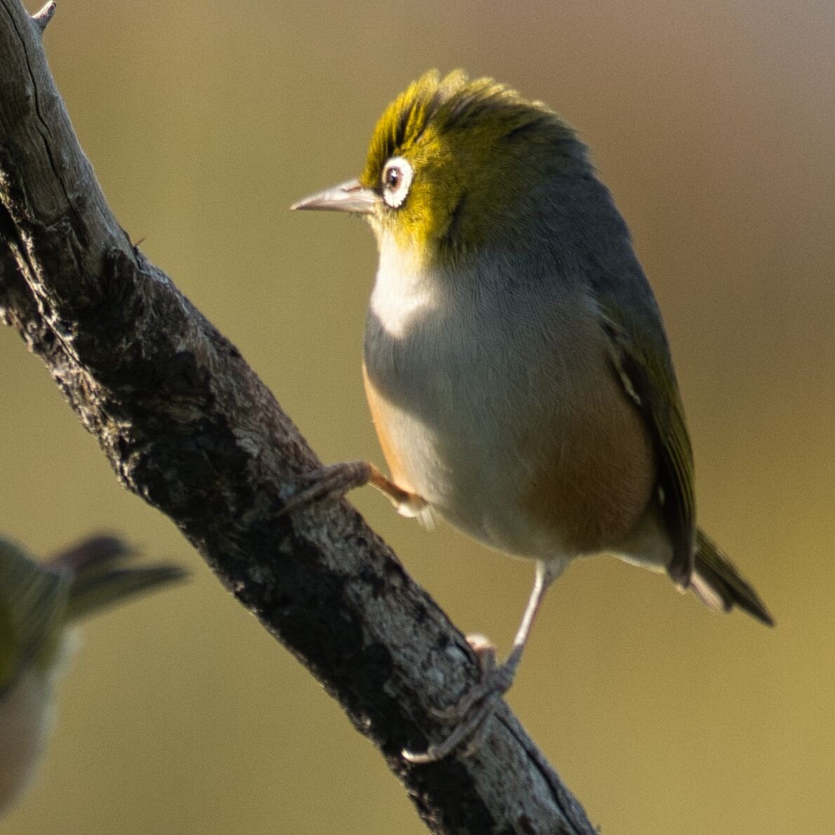 Silvereye - Mark Pronger