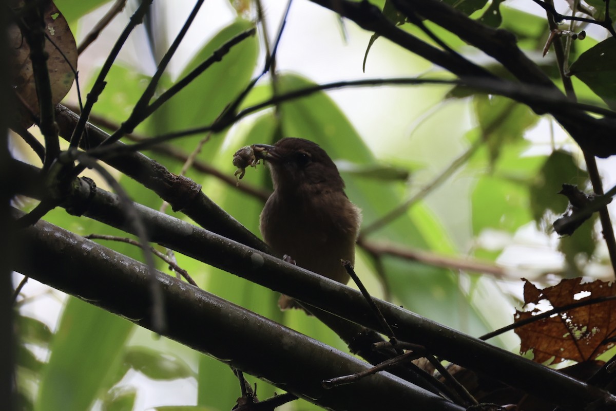 Variable Shrikethrush - ML620776700