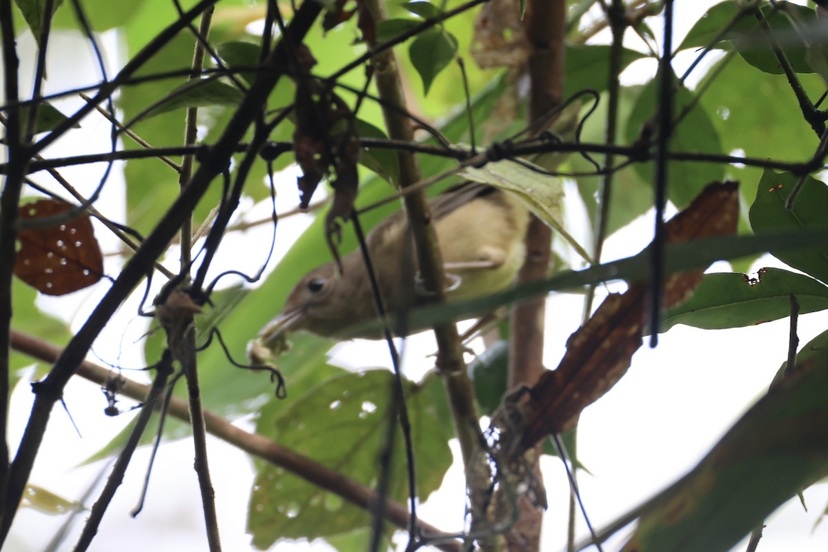 Variable Shrikethrush - ML620776701