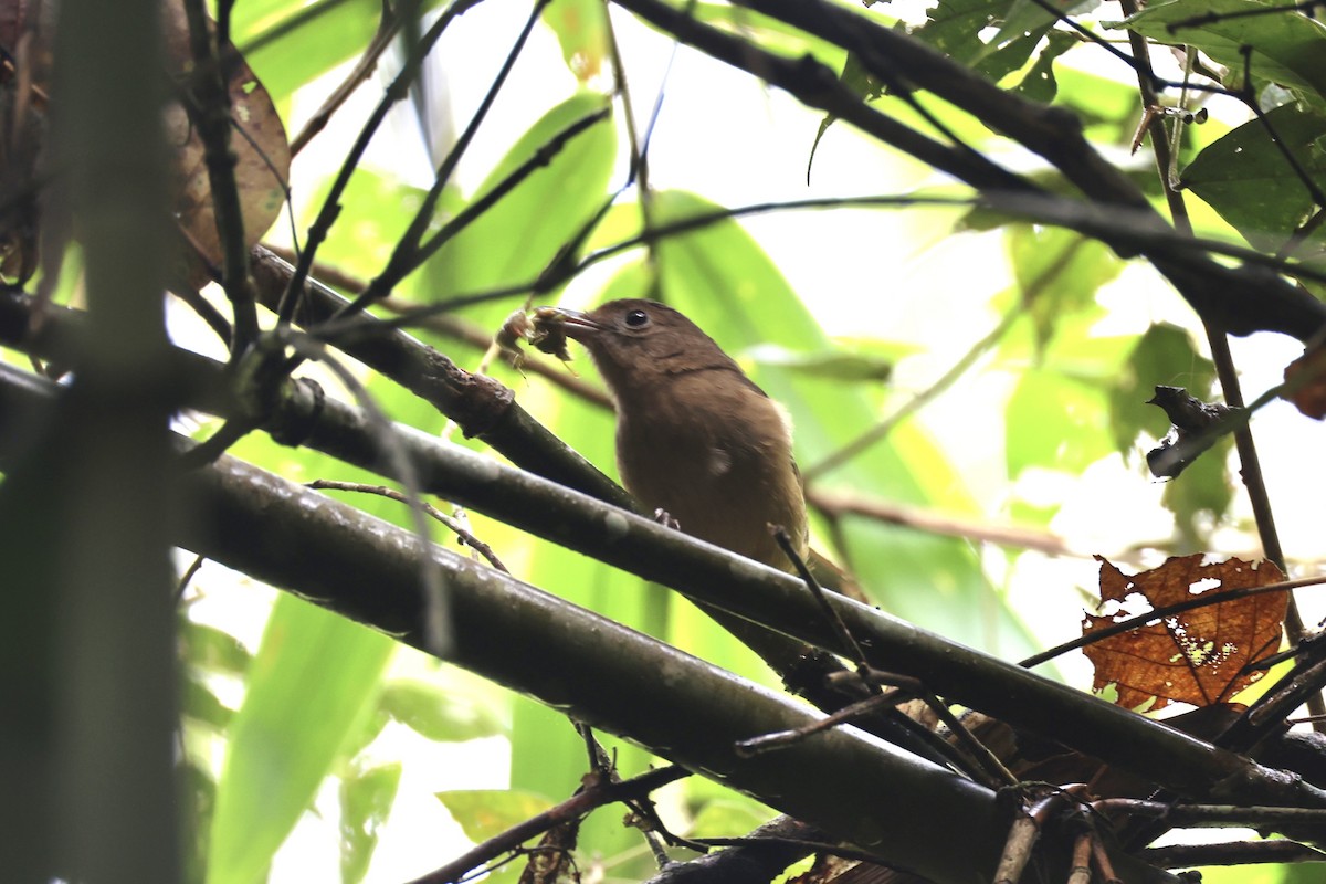 Variable Shrikethrush - ML620776702