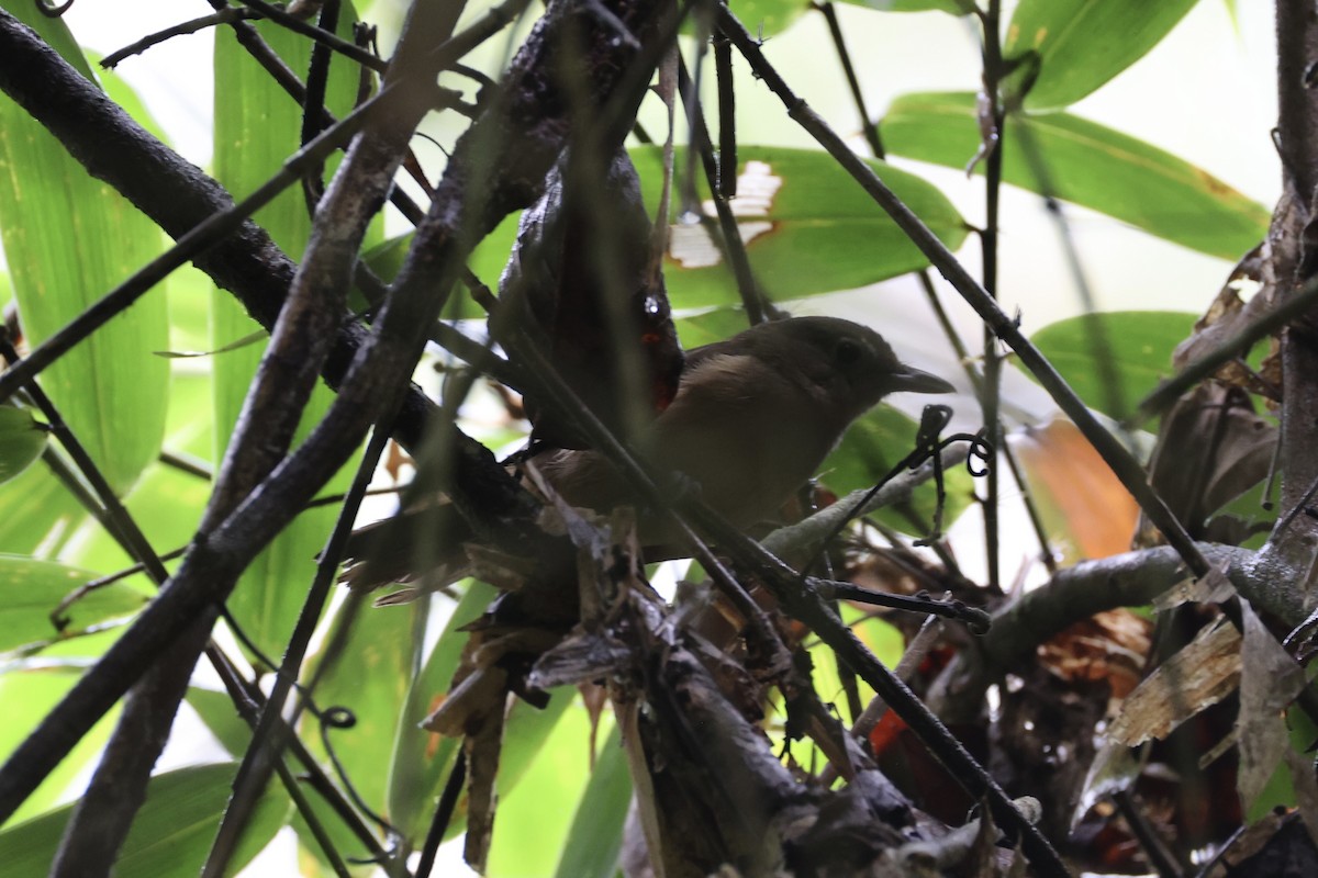 Variable Shrikethrush - ML620776703