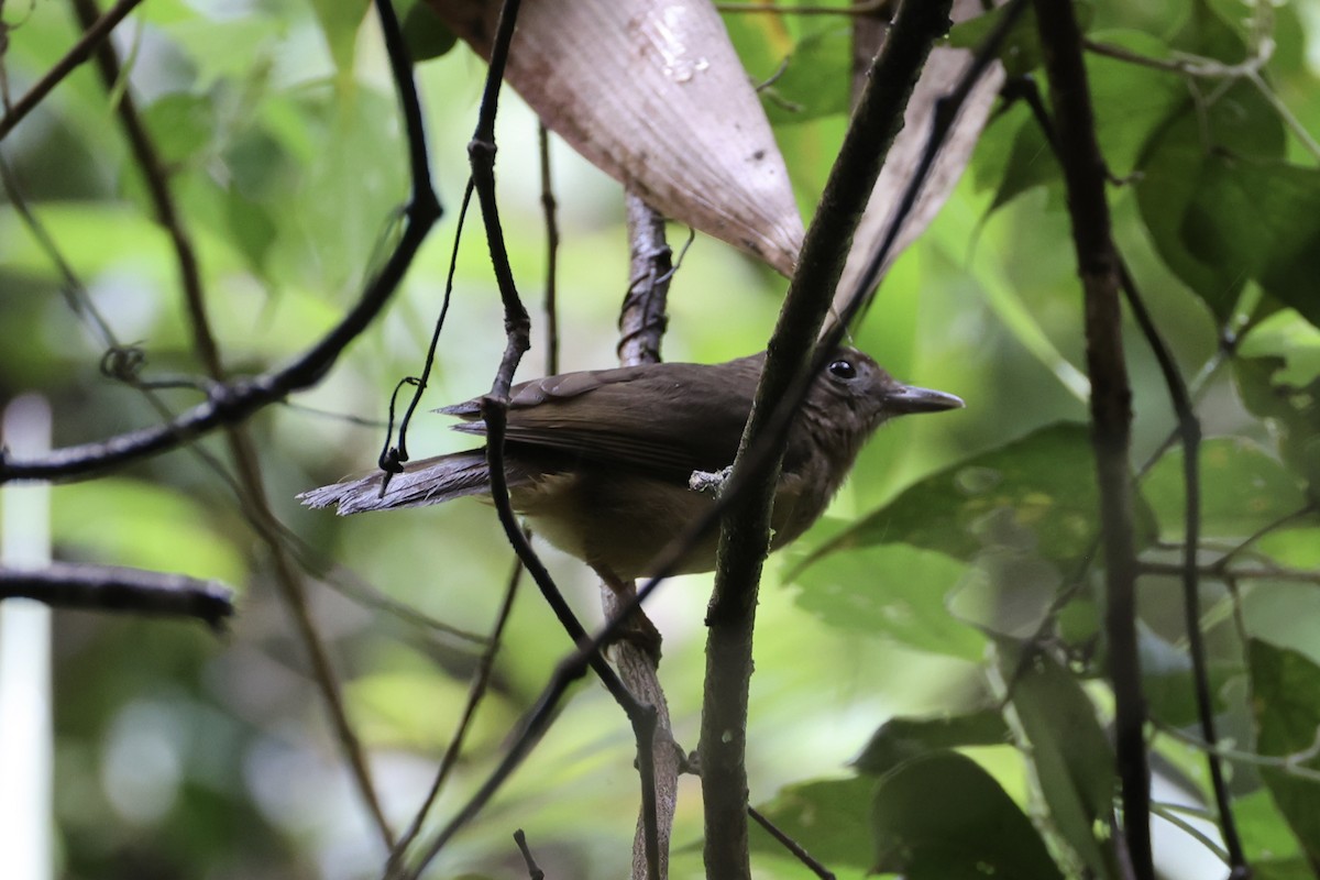 Variable Shrikethrush - ML620776704