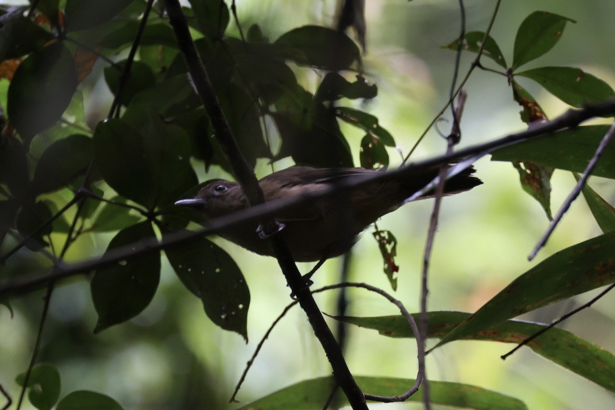 Variable Shrikethrush - ML620776705