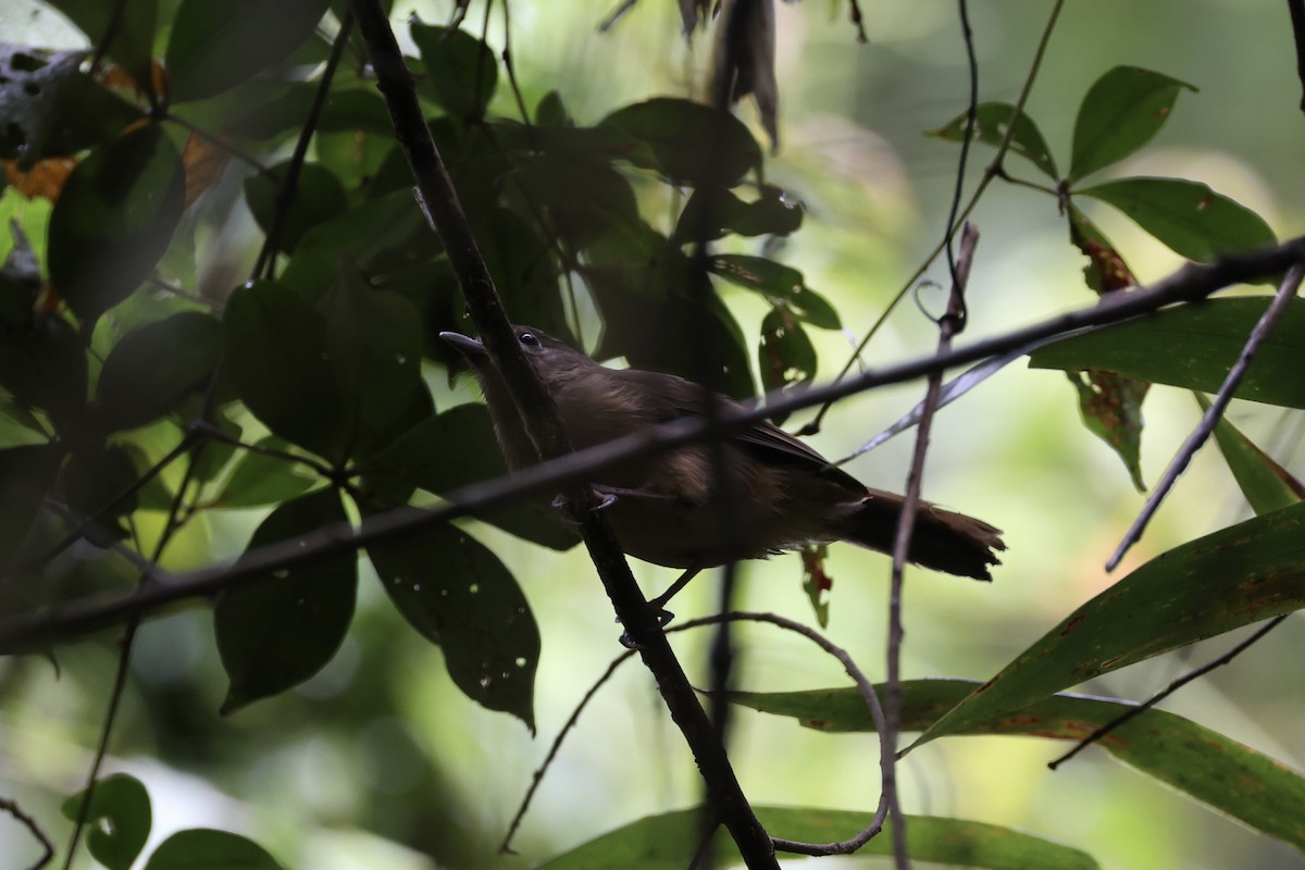 Variable Shrikethrush - ML620776706