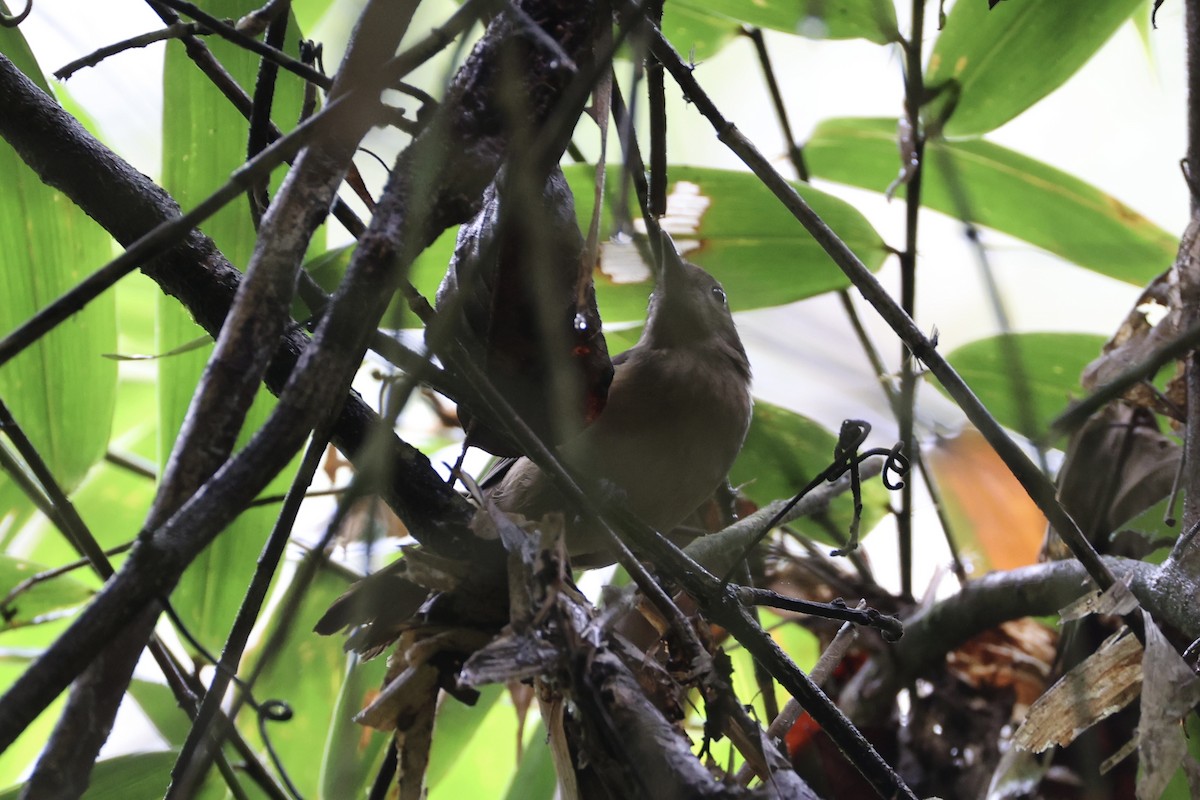 Variable Shrikethrush - ML620776707