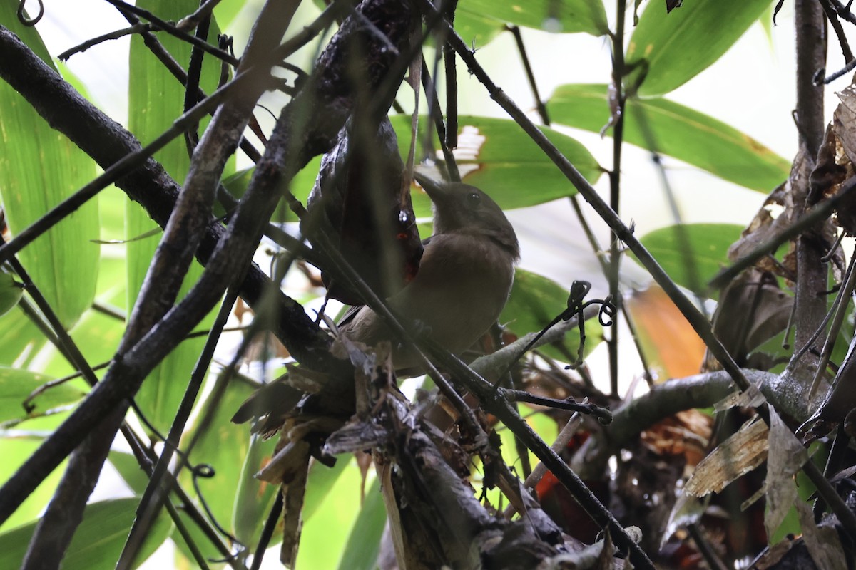 Variable Shrikethrush - Andrew William