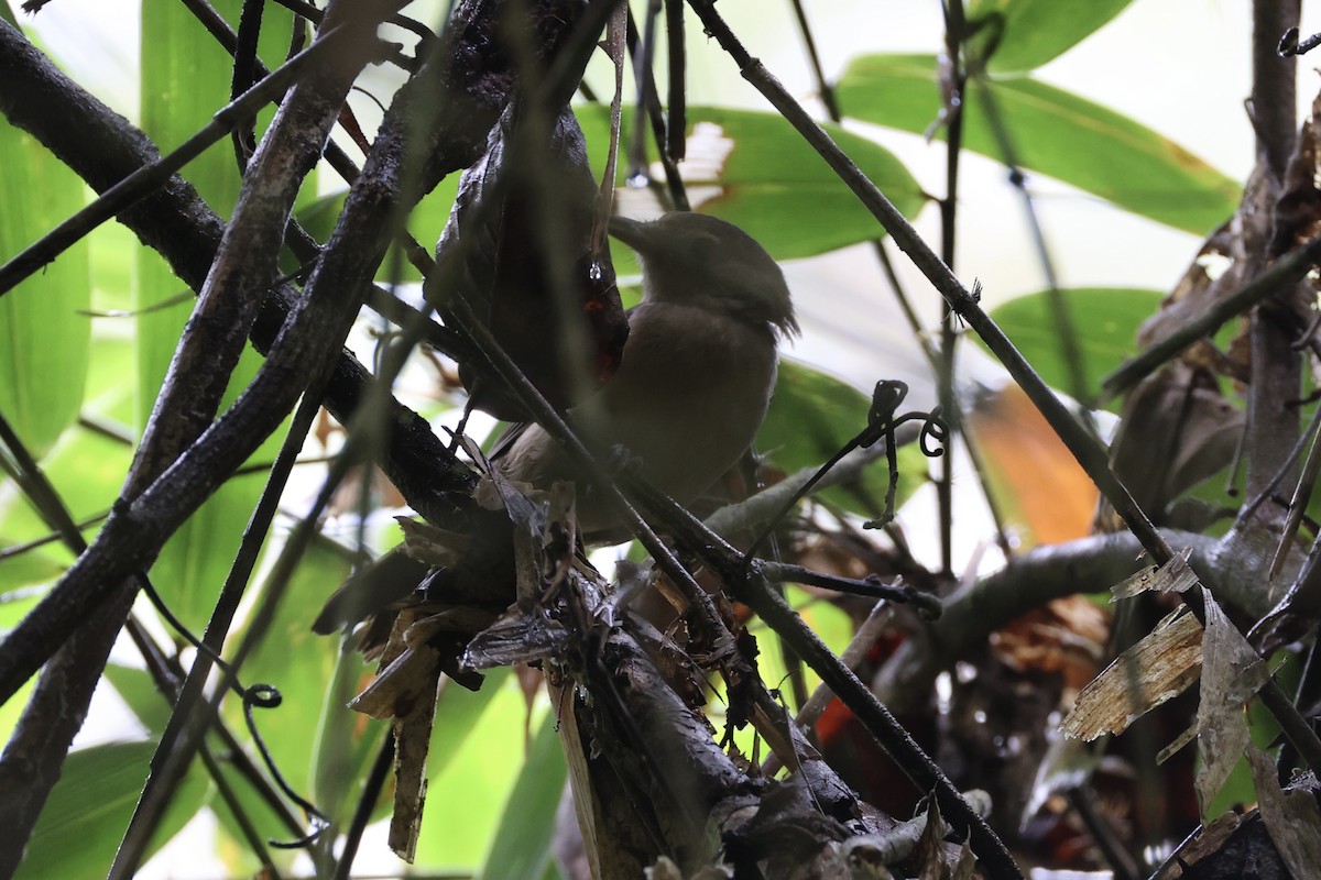 Variable Shrikethrush - ML620776709