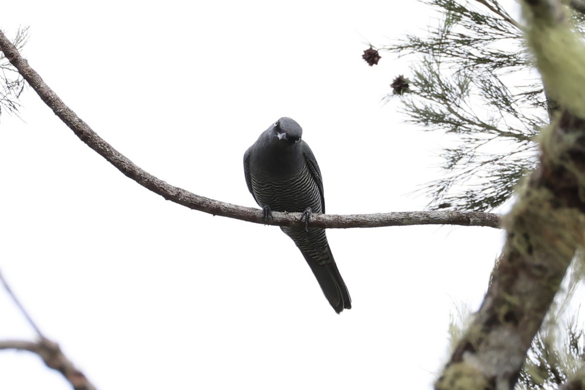 Barred Cuckooshrike - Andrew William