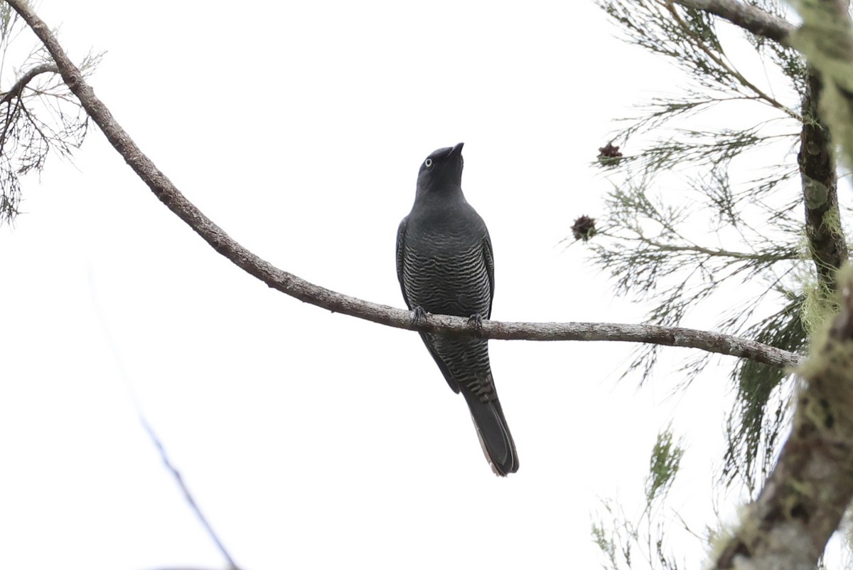 Barred Cuckooshrike - ML620776713