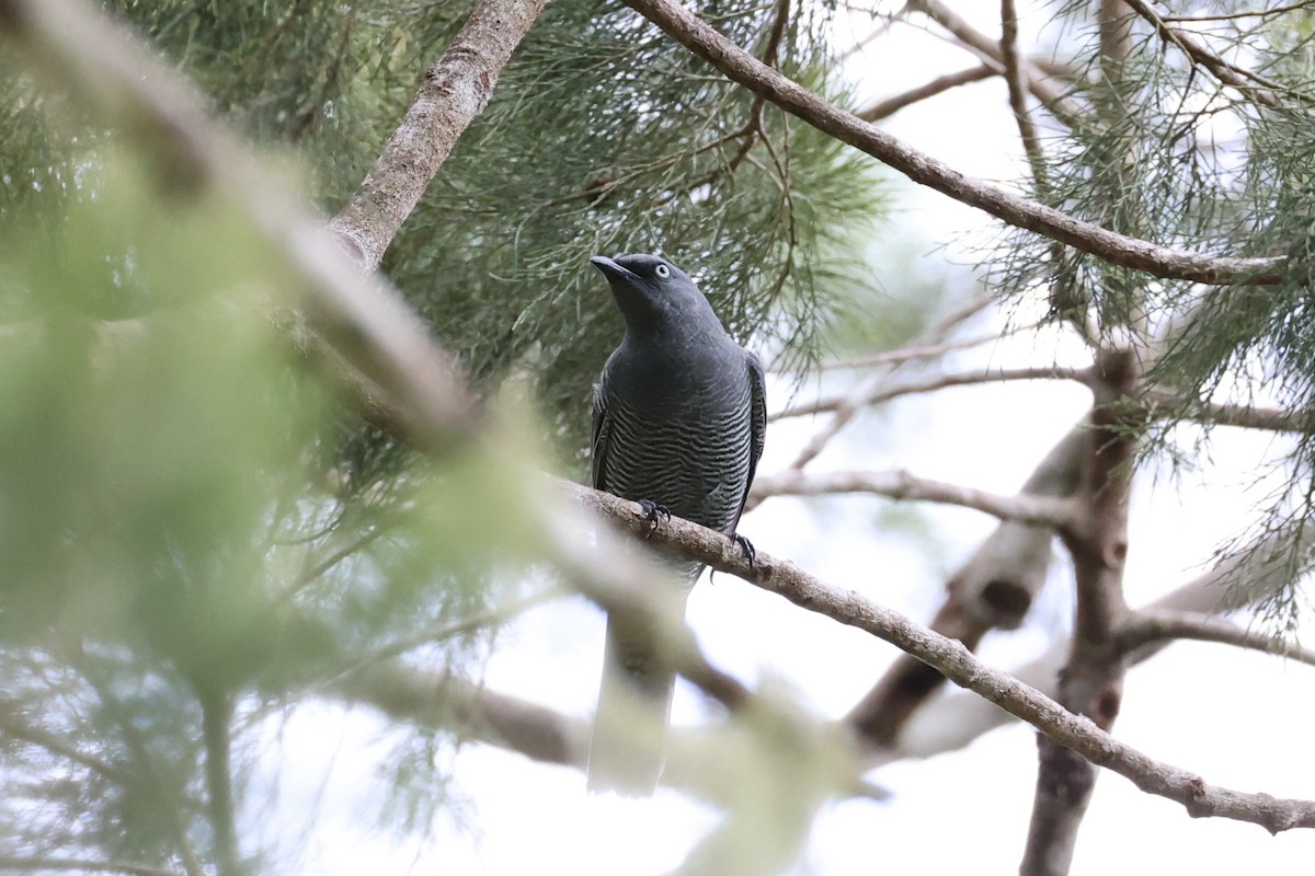 Barred Cuckooshrike - ML620776714