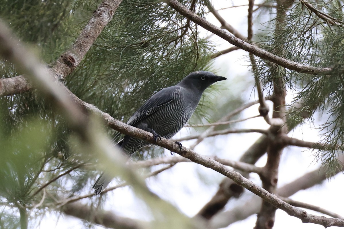 Barred Cuckooshrike - ML620776715