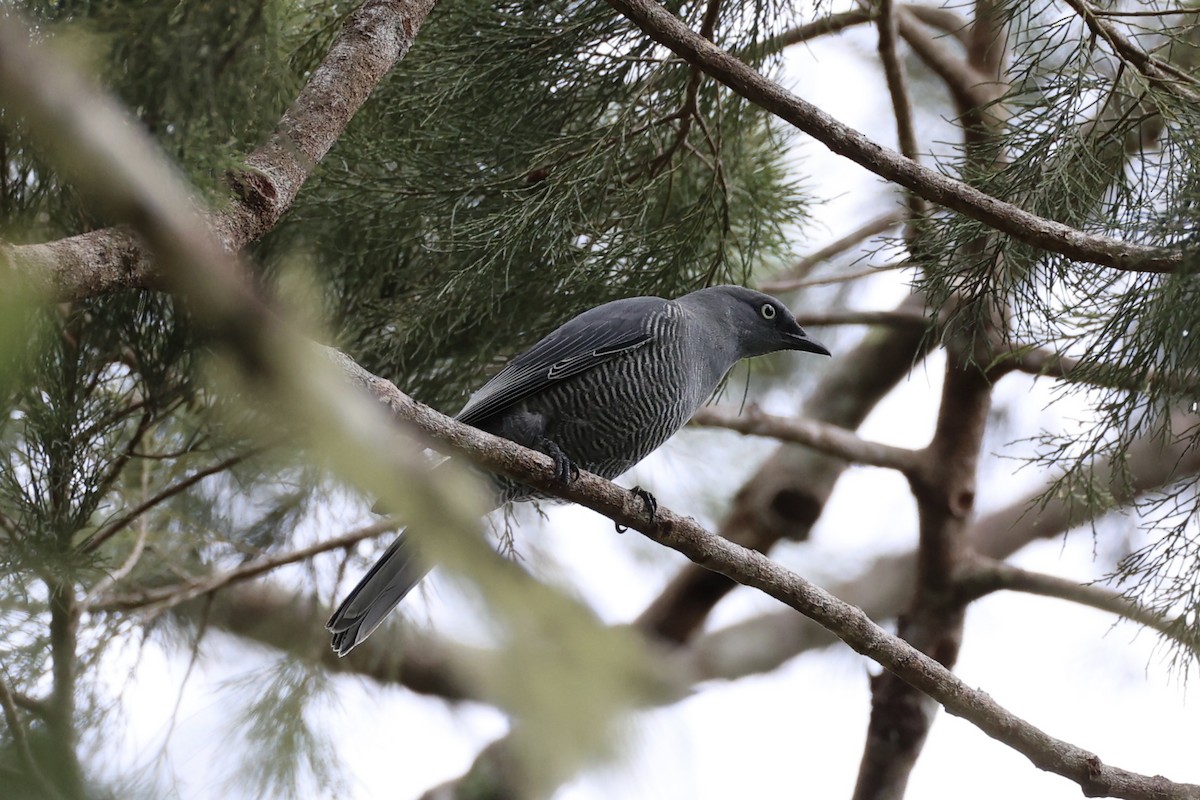 Barred Cuckooshrike - ML620776716